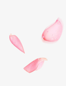 花瓣粉红色花瓣花叶