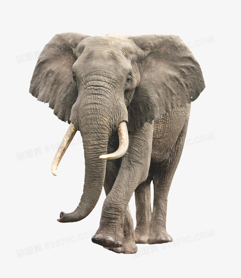 图精灵 免抠元素 装饰图案 > 大象   图精灵为您提供大象免费下载,本