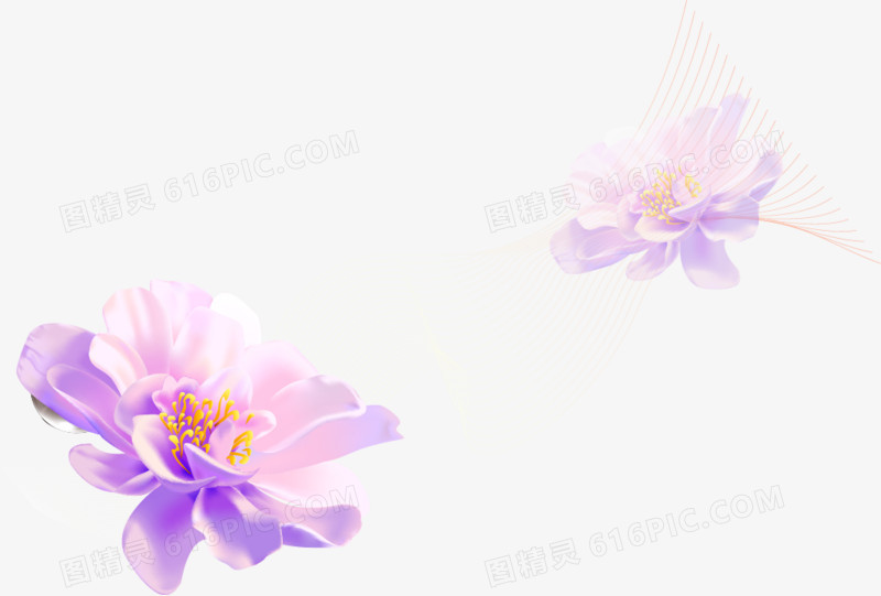 春天紫色唯美花花朵