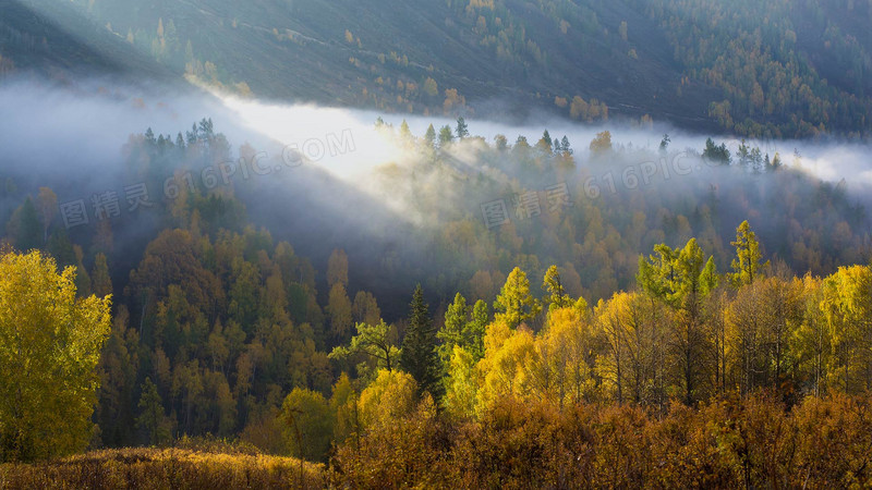 云雾缭绕的高山树木