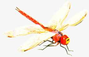 红色春天野外蜻蜓