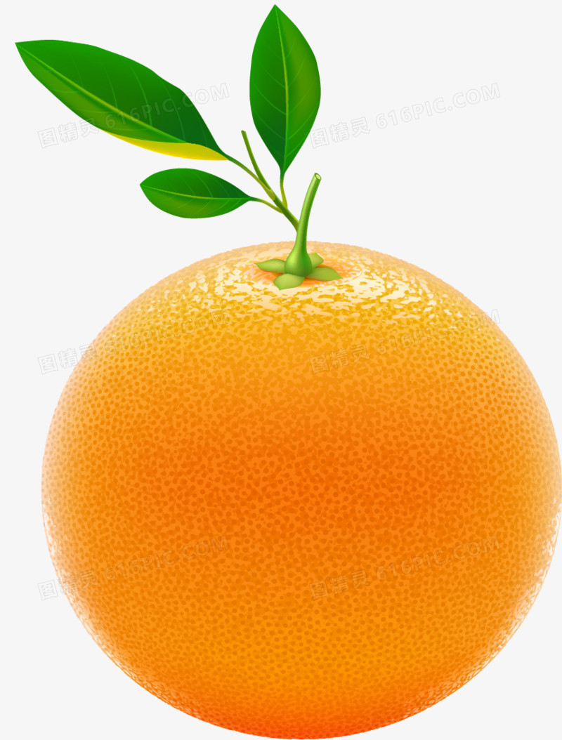 橙子 新鲜  香橙  橘子