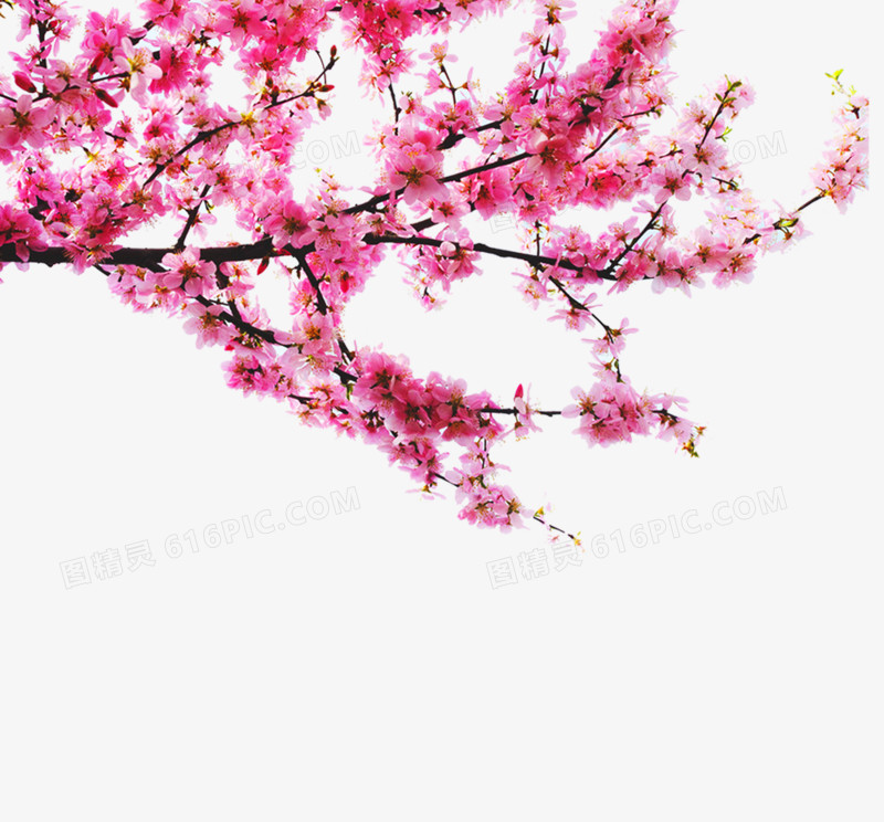 桃花