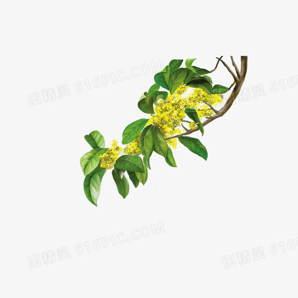 桂花