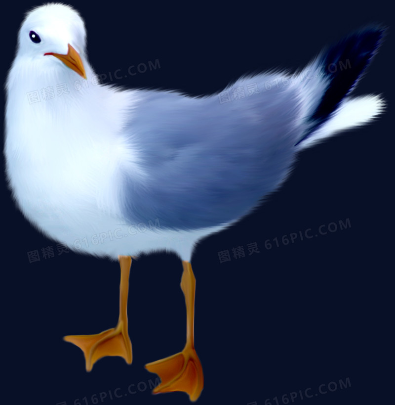 手绘卡通灰白色羽毛鸽子