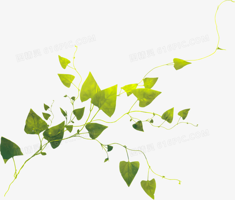 手绘树叶图片素材绿色树叶元素 叶子