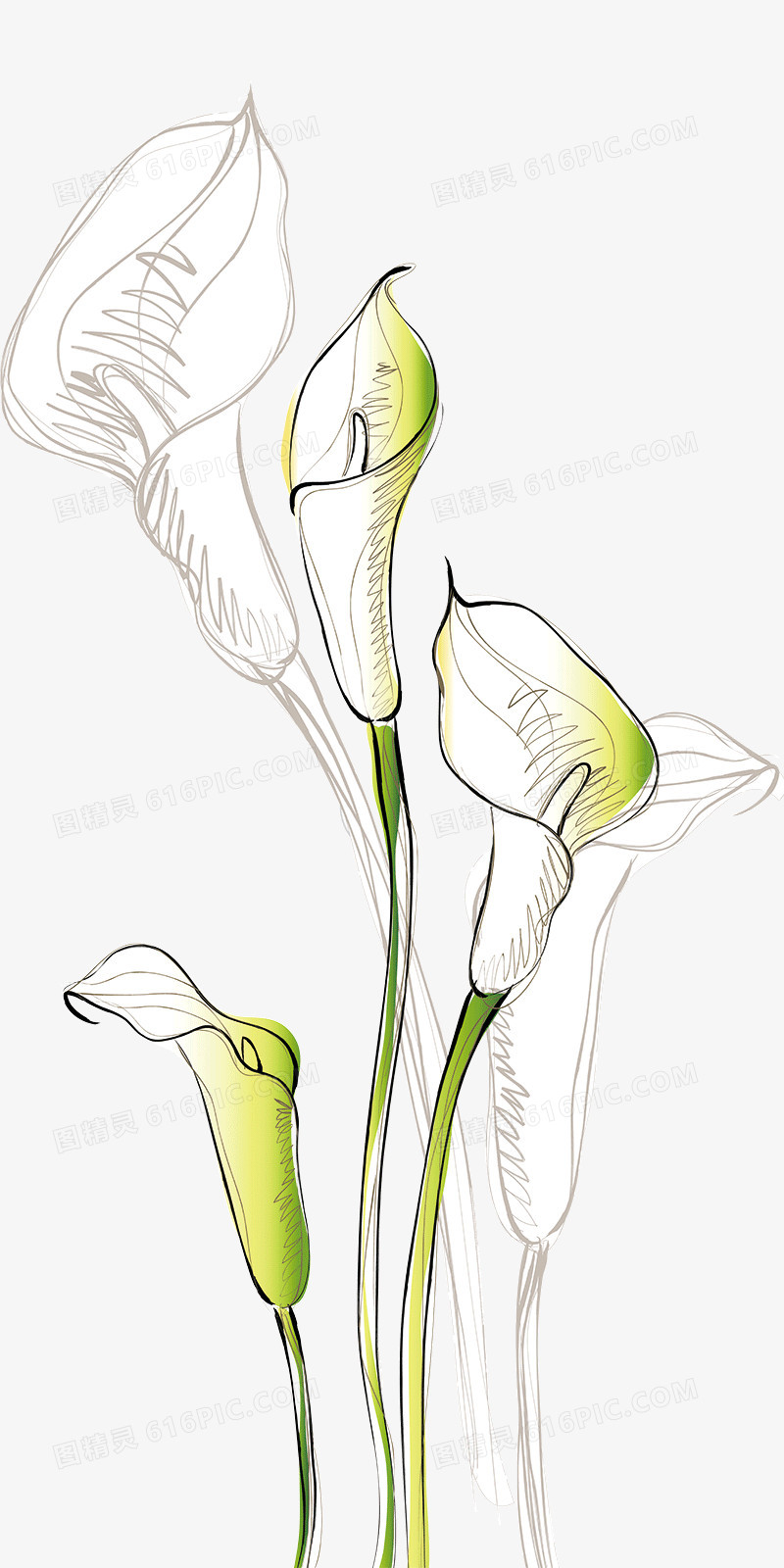 白百合图片免费下载 Png素材 编号1xril3571 图精灵