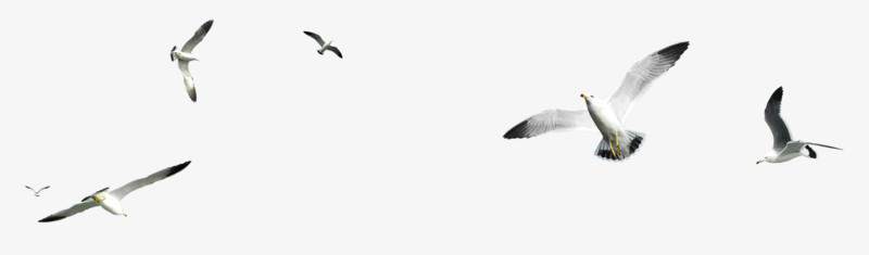 森林动物图片 飞翔的海鸥