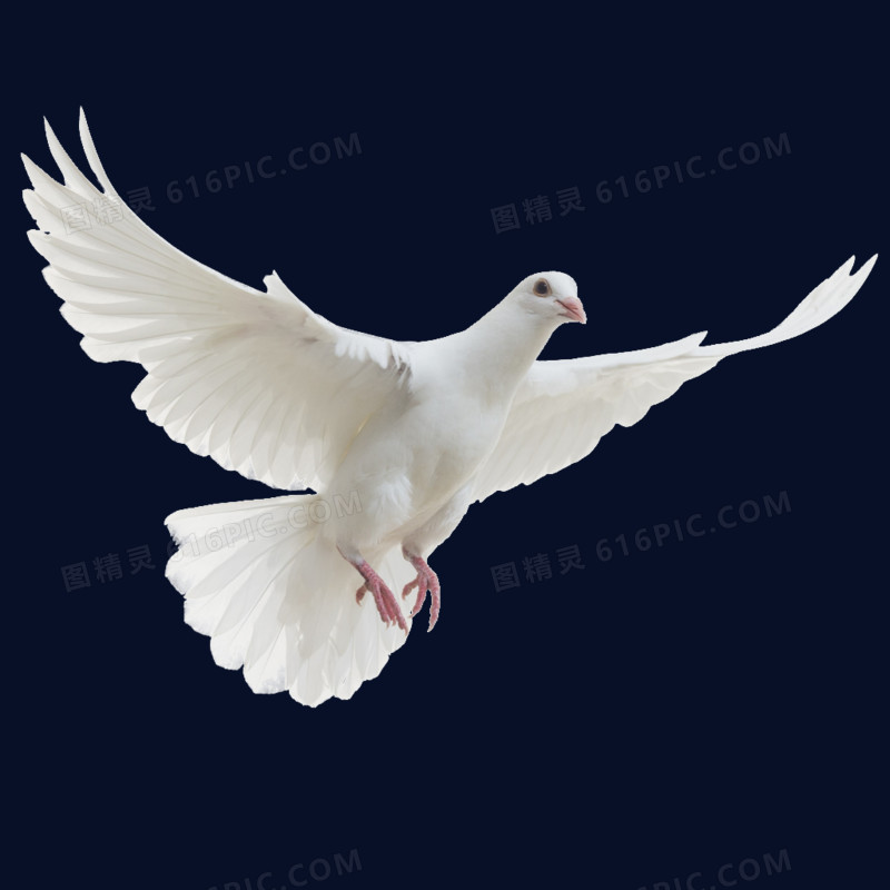白色飞跃的和平鸽