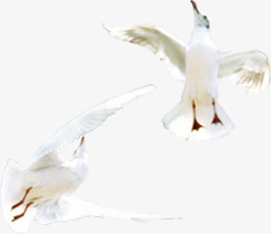 广场上海边飞翔的白鸽海鸥