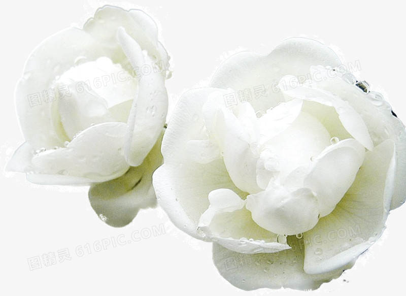白色的蝶恋花