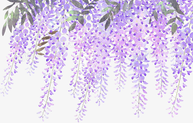 手绘淡紫色藤萝花