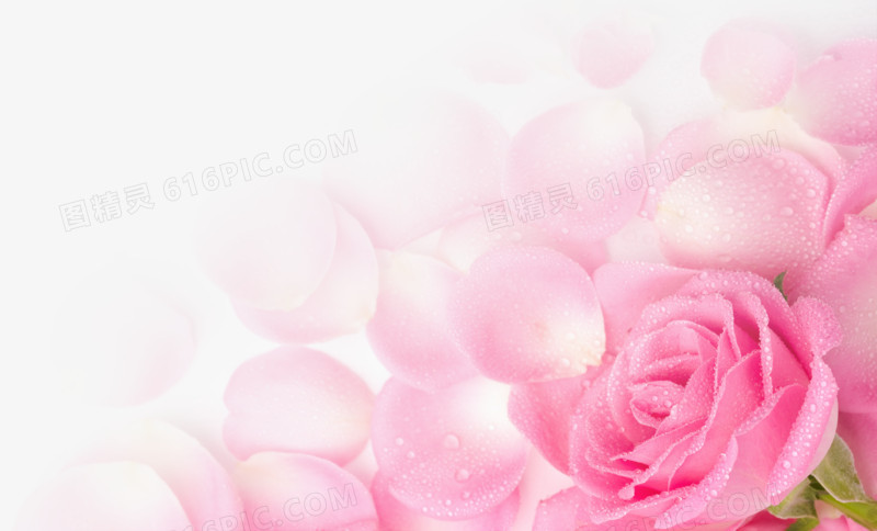 粉色玫瑰花瓣海报背景七夕情人节