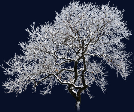 枝条冬季庭院雪景