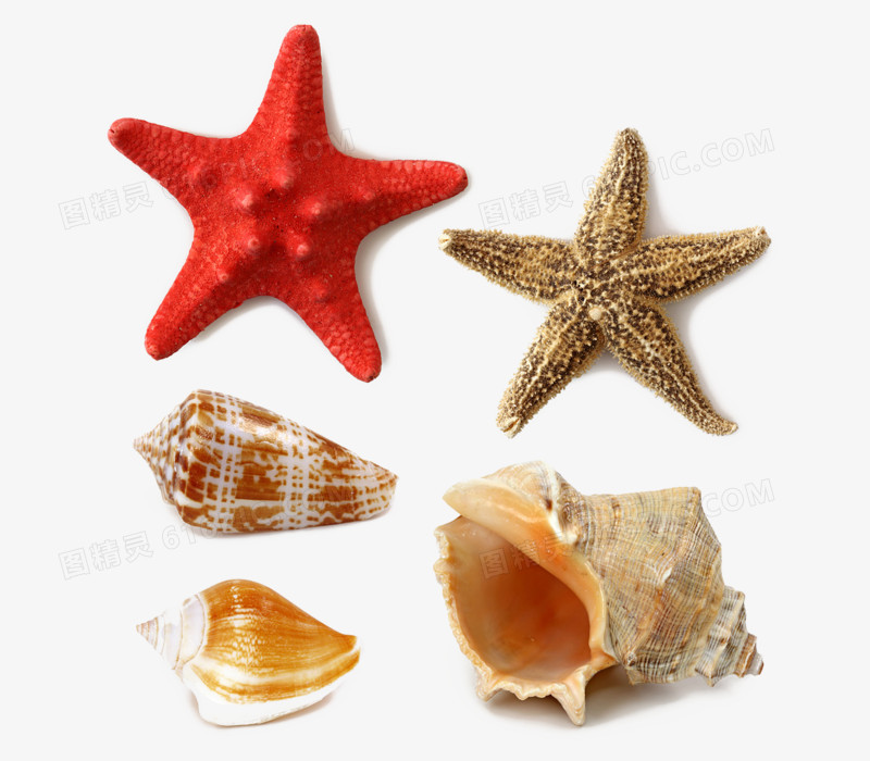 海洋海螺海星装饰