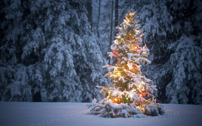 唯美冬季圣诞树夜景