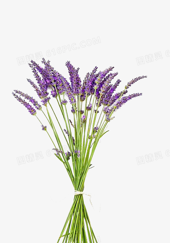 薰衣草紫色花卉
