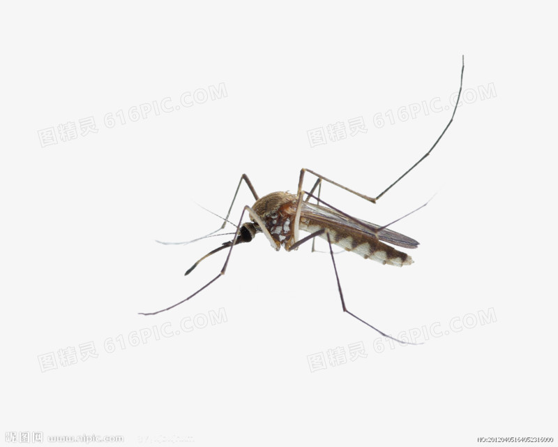 透明的蚊子