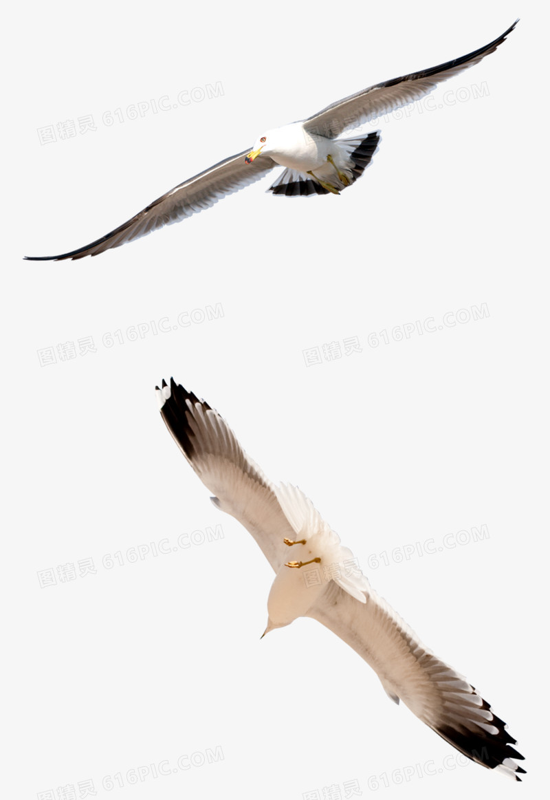 手绘动物图片 飞翔的大雁