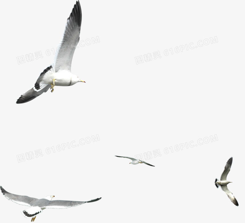 关键词:海鸥鸽子鸟飞翔图精灵为您提供海鸥免费下载,本设计作品为海鸥