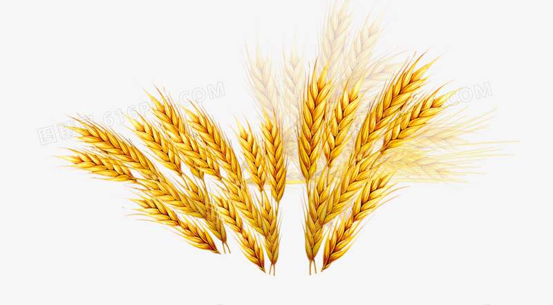 小麦大麦稻谷