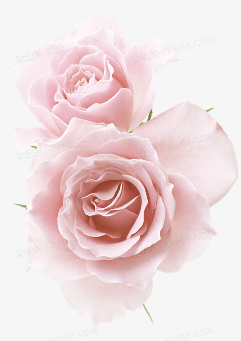清新粉色玫瑰图片免费下载_png素材_编号158il6dj1_图