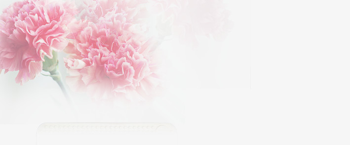 粉色康乃馨背景图