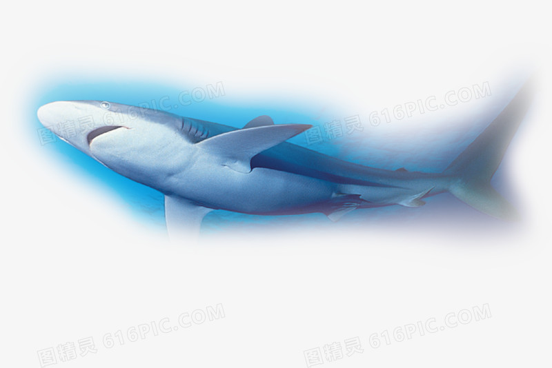 关键词:              蓝色鲨鱼海洋装饰元素