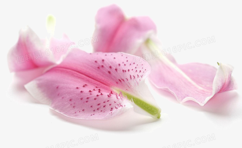 百合花瓣