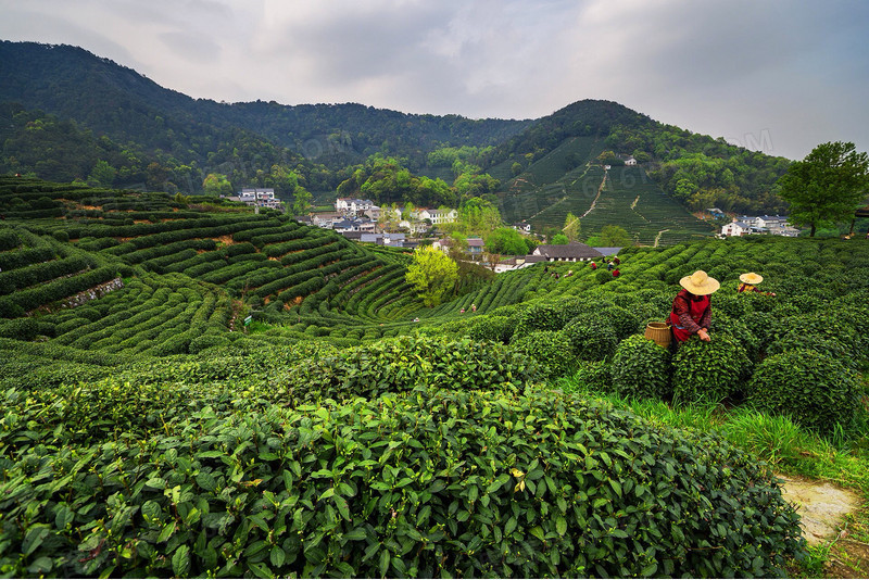 茶园绿色植物高山