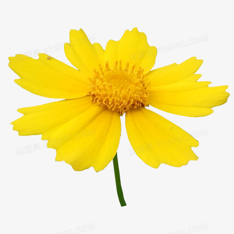 故事里的小黄花