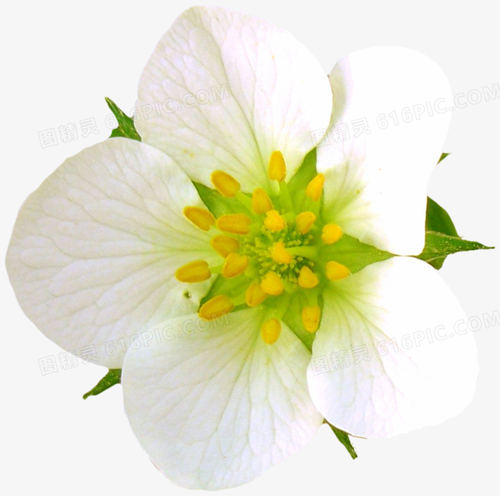 鲜花 白花