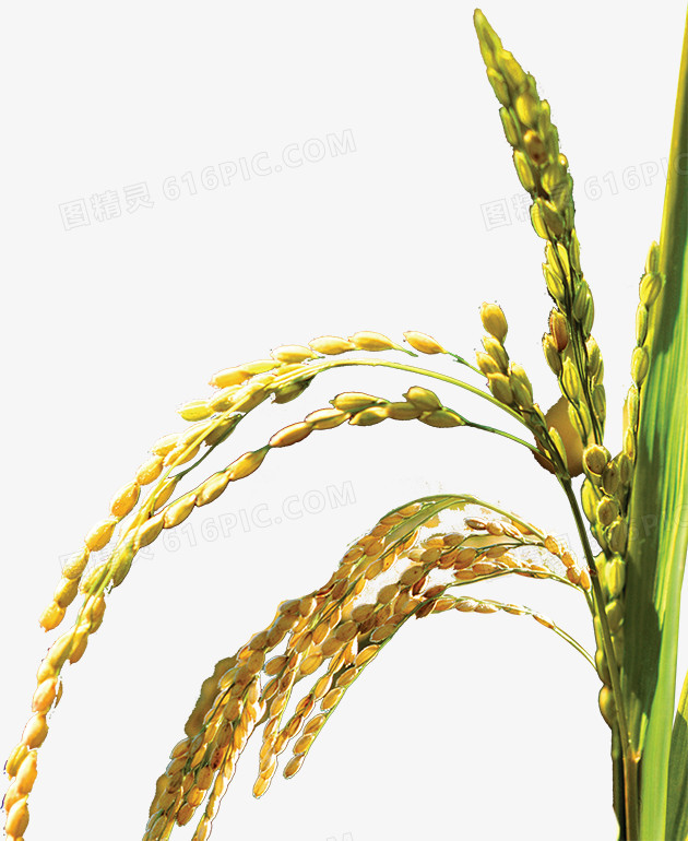 植物多肉植物高清黄色水稻植物pngpng金秋丰收png丰收季png水稻小麦pn