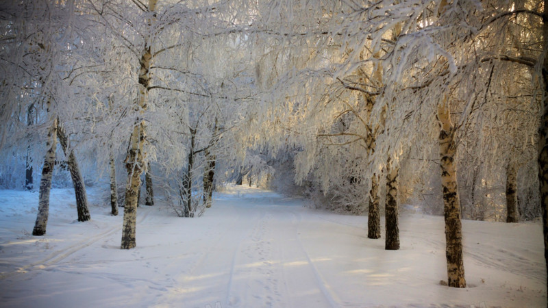 高清摄影冬天的树林小路