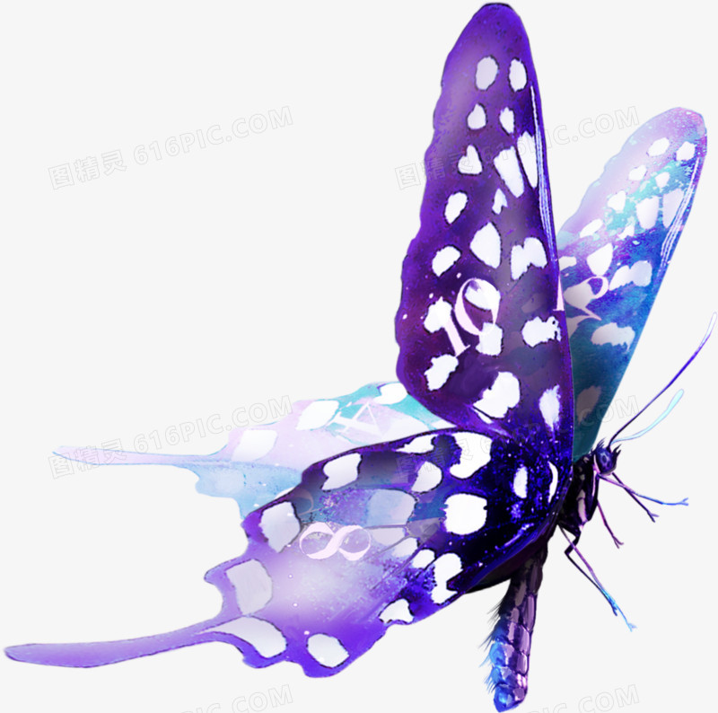 自然动物 紫色唯美蝴蝶