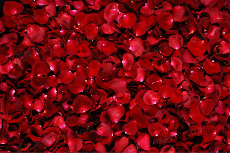 玫瑰花瓣海报背景七夕情人节
