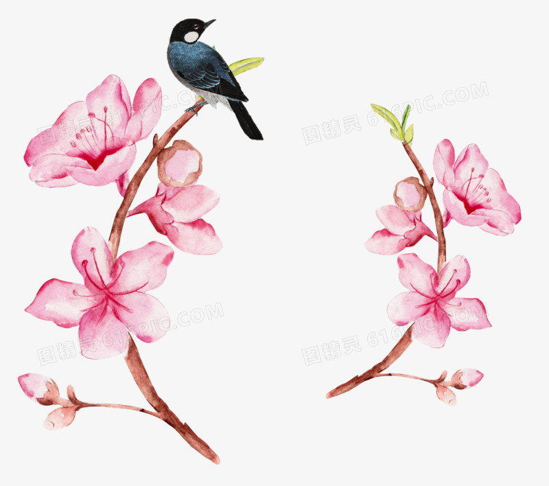 手绘水彩桃花树枝上的喜鹊