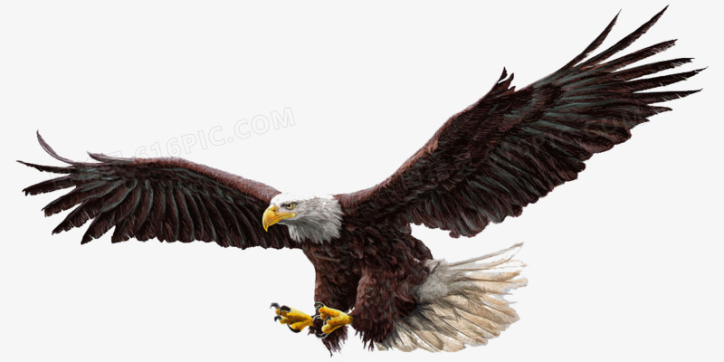 关键词:老鹰飞鸟动物世界陆地动物卡通动物图精灵为您提供老鹰矢量图