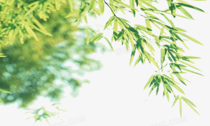 清新竹叶树叶风景