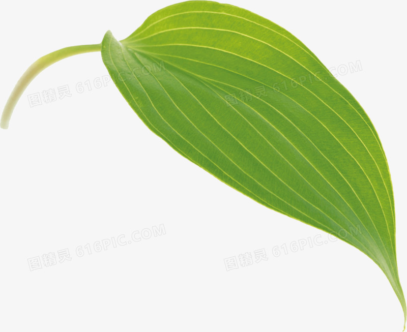 绿色的叶子
