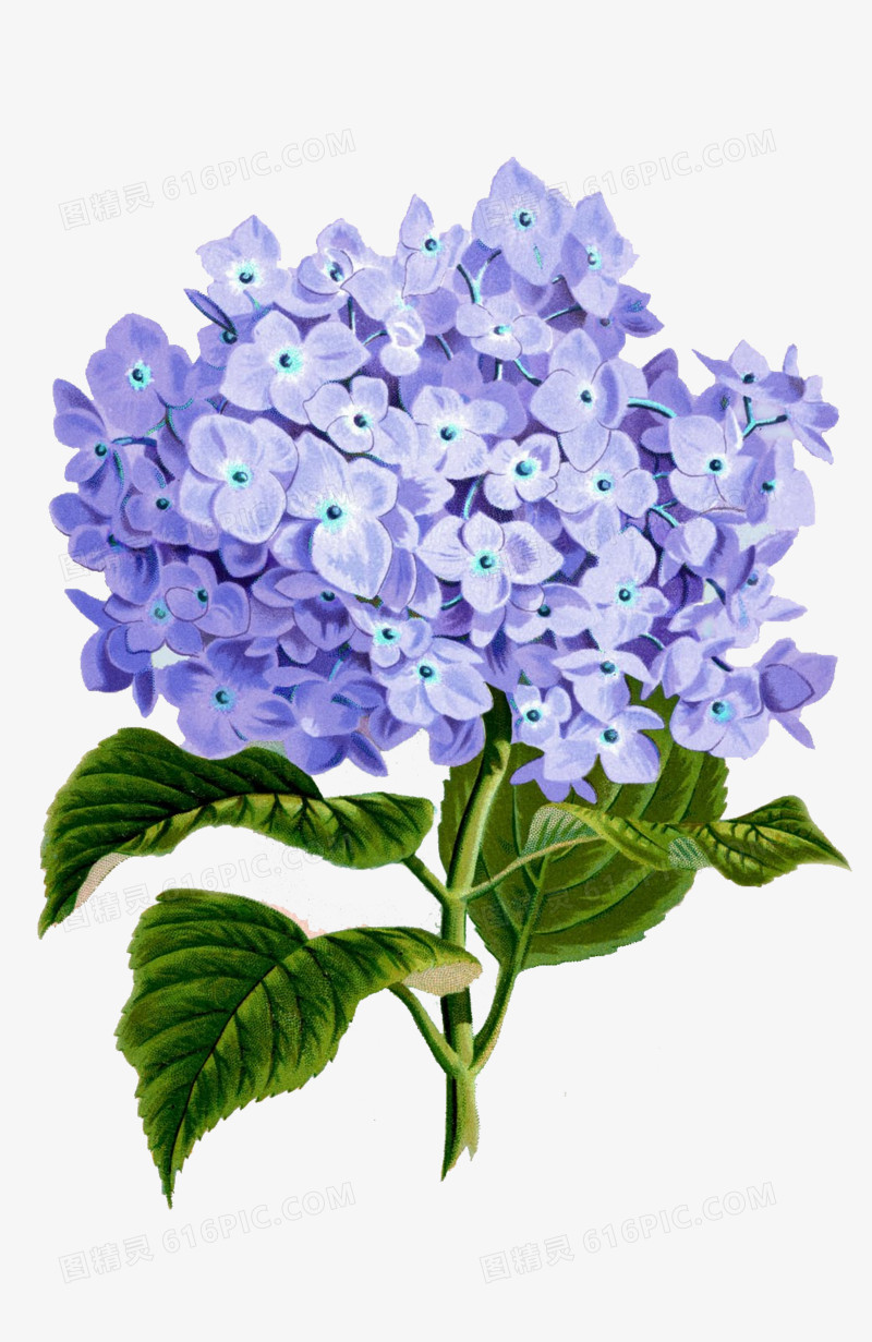 手绘绣球花