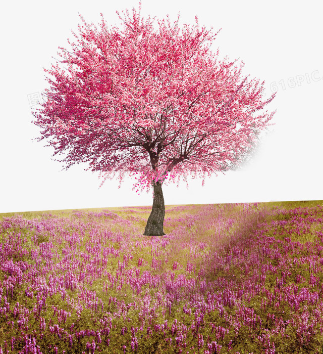 关键词:              桃花鲜花花朵粉色大树植物背景装饰