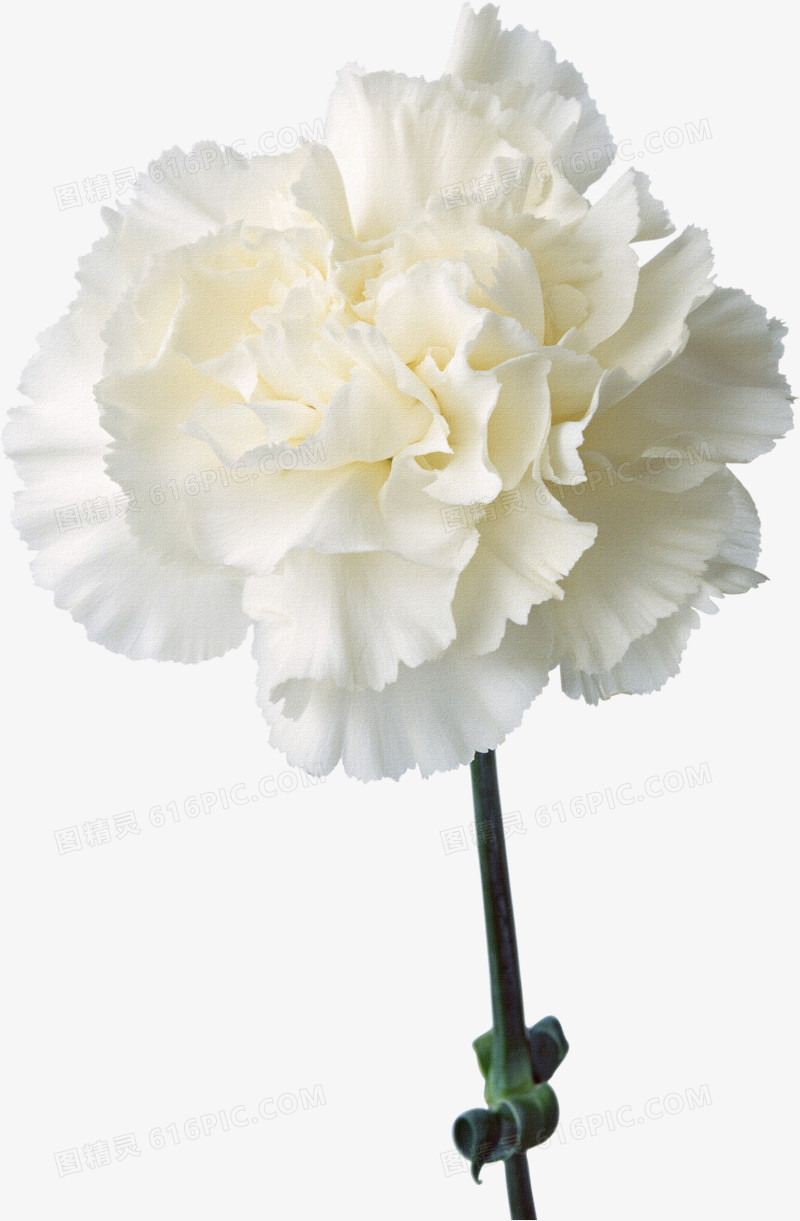 鲜花图案鲜花元素 白色康乃馨