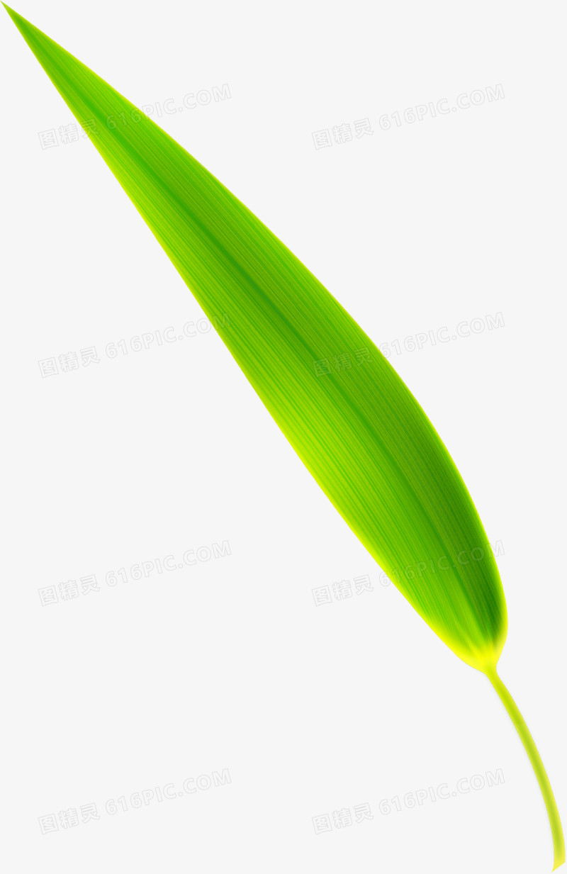 青翠竹叶细长端午