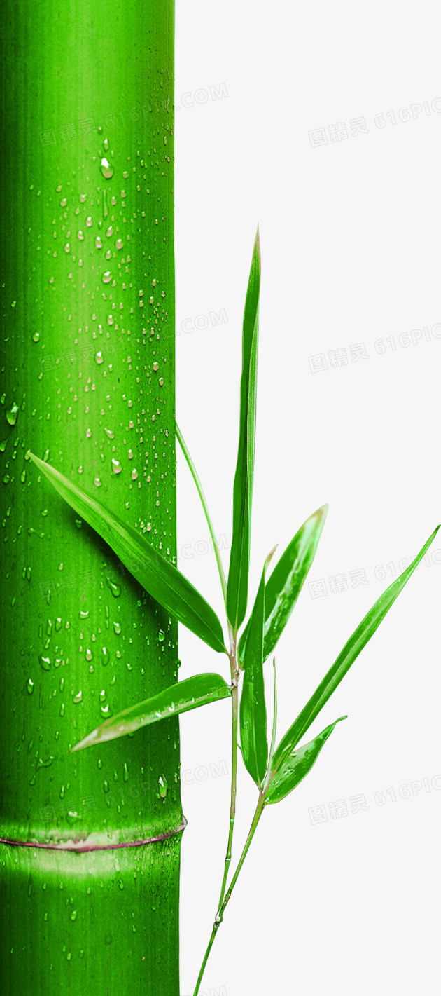 端午节高清绿色竹子