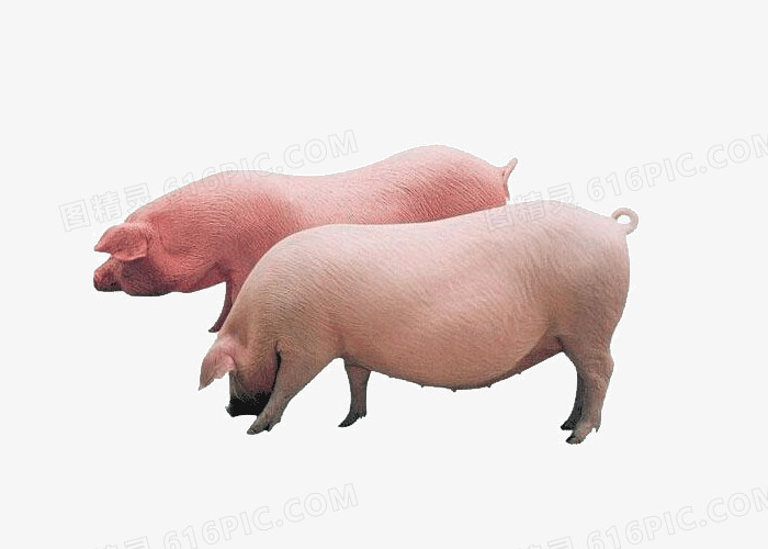 两头小猪