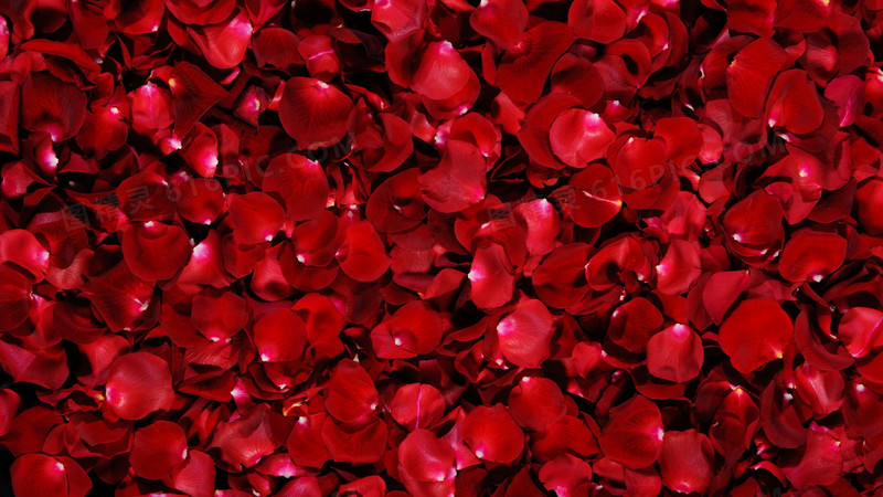 红色鲜艳激情花瓣