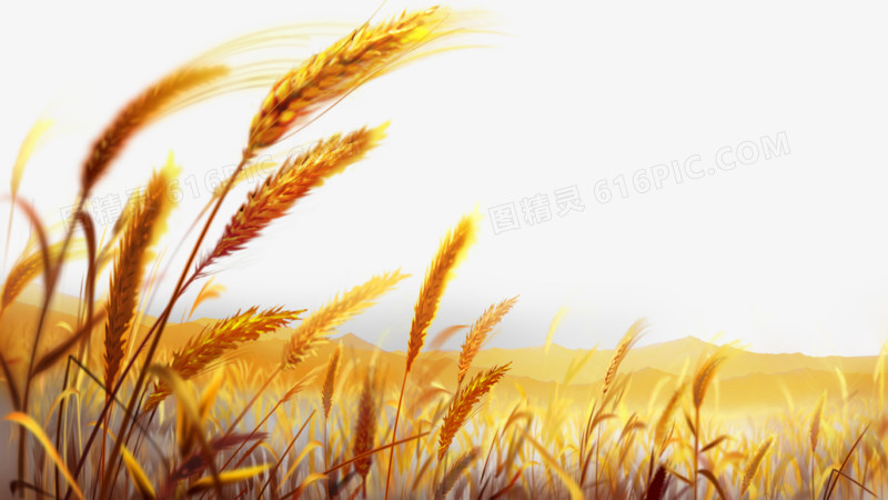 关键词:              唯美金色麦田麦子麦穗收获的季节稻田