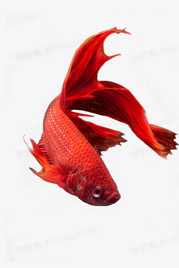 关键词:红色鱼可爱图精灵为您提供红色金龙鱼免费下载,本设计作品为