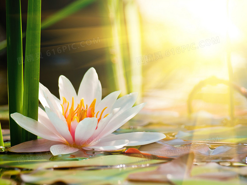 花瓣自然清新花蕊
